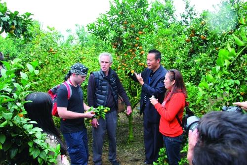 茂谷柑最新种植技术，提高产量与品质的关键策略