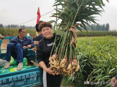 昌邑大姜今日最新价格分析