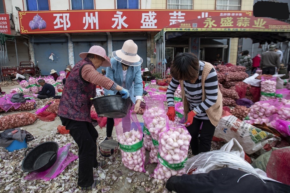 邳州大蒜净蒜最新价格及市场趋势探究