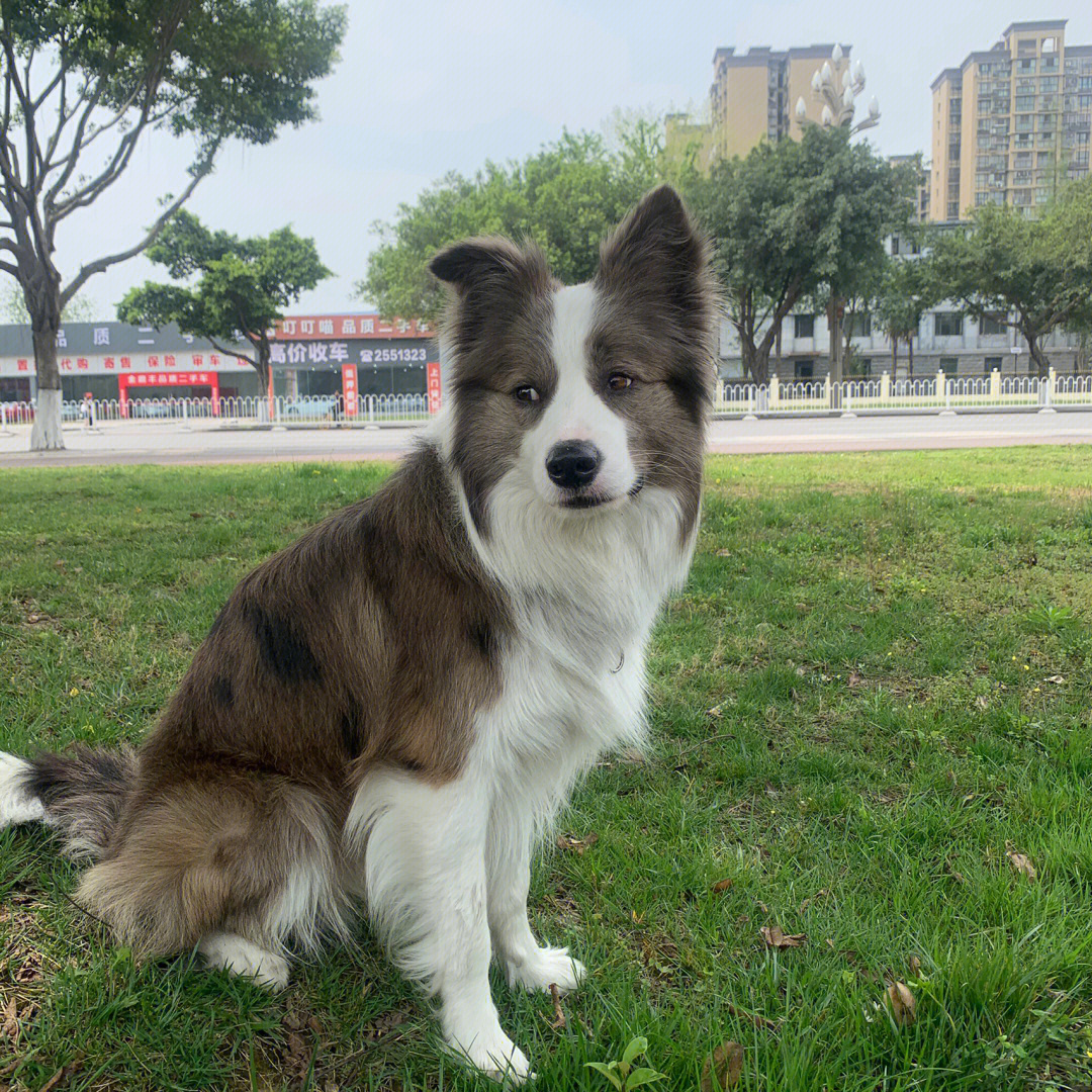 边境牧羊犬，引领潮流，犬界新星动态更新