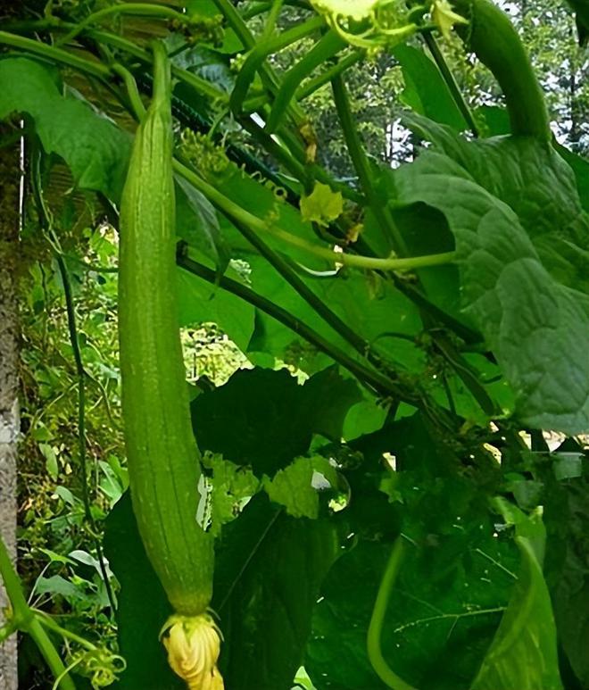 丝瓜最新种植技术揭秘，探索丝瓜种植与发展趋势