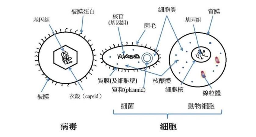 病毒起源最新研究与发现概述