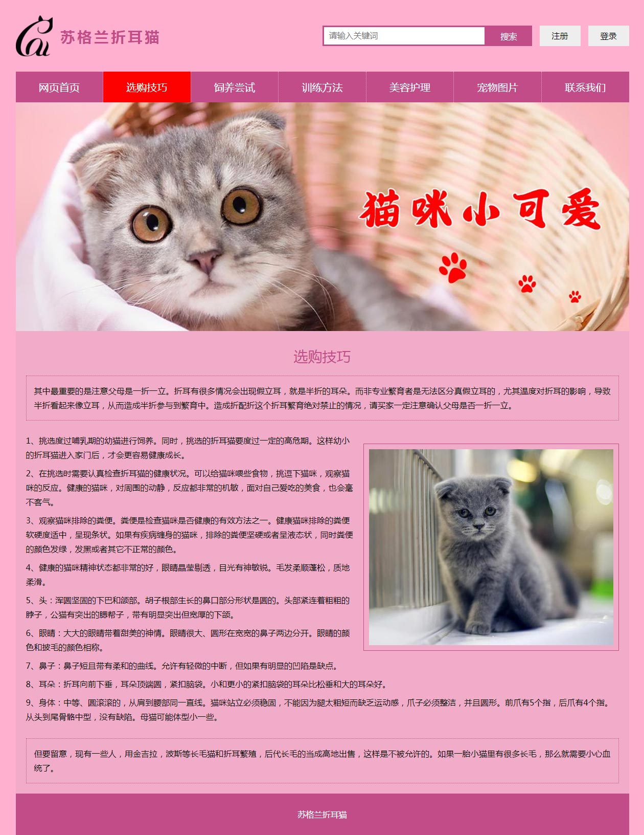 最新网站猫，数字世界的魅力探索