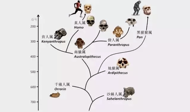 澳门最准的资料免费公开,动态调整策略执行_定制版85.126