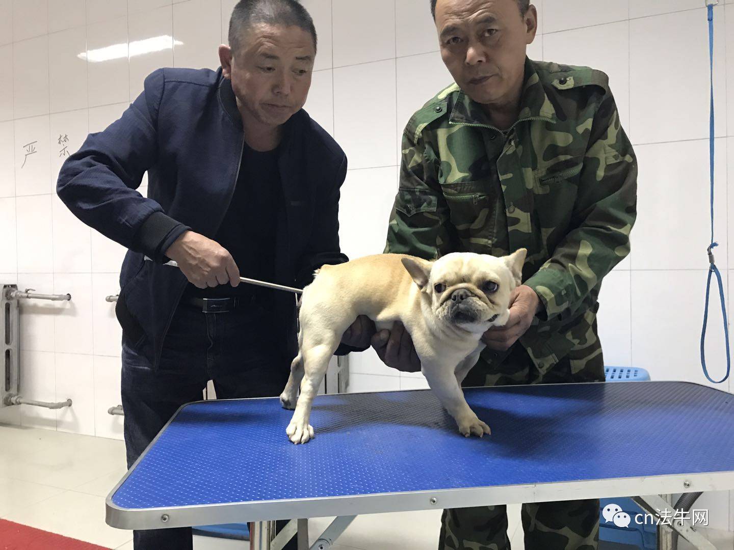 天津滨海獒园珍稀犬种与壮丽景观探秘，最新照片一览