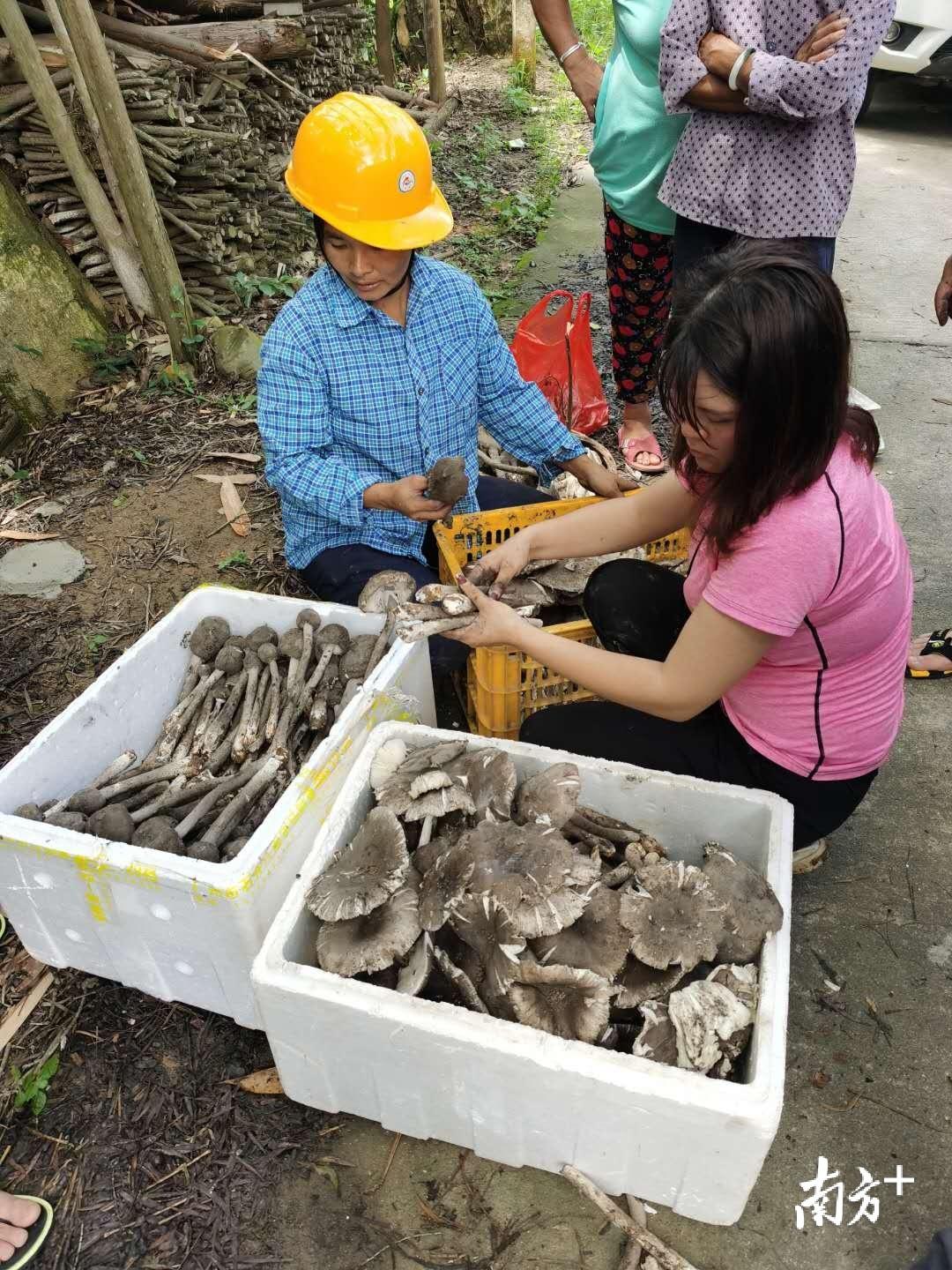 芝麻批发价格最新动态及市场分析与预测报告