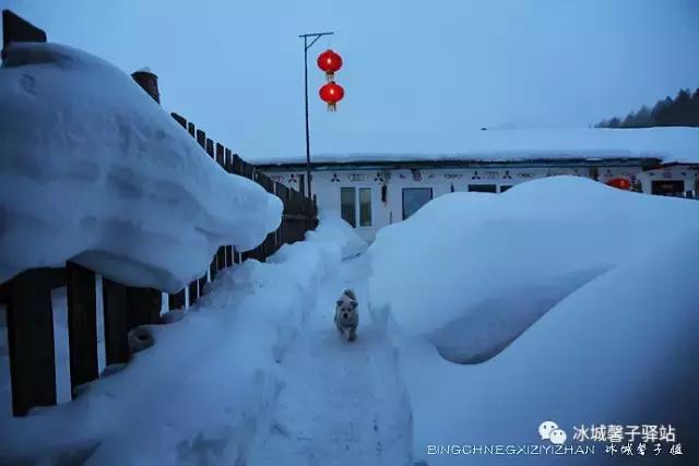 林海雪园电视剧深度解析与观感分享